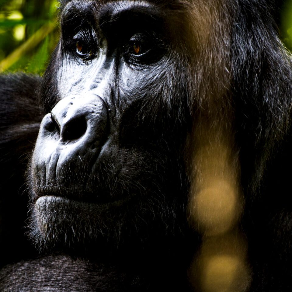 bwindi-impenetrable