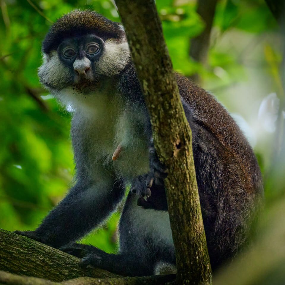 primates-uganda