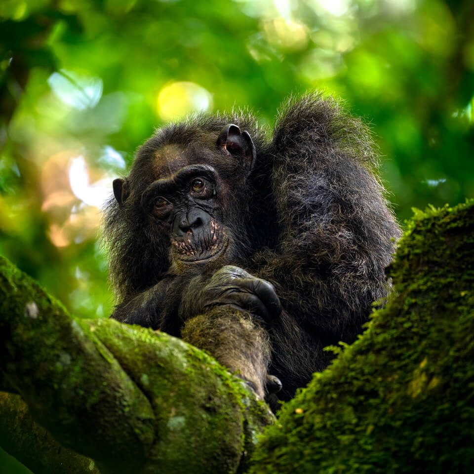 uganda-wilderness